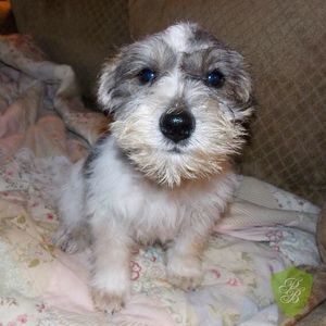 Meet your Posher, Connie